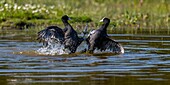 Frankreich,Somme,Bucht von Somme,Naturreservat der Bucht von Somme,Saint-Quentin-en-Tourmont,Ornithologischer Park von Marquenterre,Kampf zwischen Blässhühnern (Fulica atra - Blässhuhn): wenn sich die Blässhühner im Frühjahr zum Brüten niederlassen, kommt es zu zahlreichen Konflikten um die Verteidigung des Territoriums mit Individuen, die keinen Partner gefunden haben