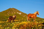 Frankreich,Cantal,Regionaler Naturpark der Vulkane der Auvergne,monts du Cantal,Cantal-Berge,vallee de l'Impradine (Impradine-Tal),puy Mary und Pferde