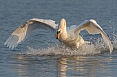 Frankreich,Somme,Baie de Somme,Naturreservat der Baie de Somme,Le Crotoy,Territorialkonflikt zwischen Höckerschwänen (Cygnus olor),der in diesem Teich nistende Schwan jagt alle Eindringlinge