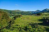 France,Cantal,Regional Natural Park of the Auvergne Volcanoes,monts du Cantal (Cantal mounts),vallee de Cheylade (Cheylade valley),near Le Claux village