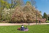 France,Meurthe et Moselle,Nancy,Parc Saint Marie,a public garden,Magnolia from Soulange planted in 1909 abelled remarkable tree since 2014