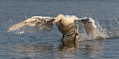 Frankreich,Somme,Baie de Somme,Naturschutzgebiet der Baie de Somme,Le Crotoy,Territorialkonflikt zwischen Höckerschwänen (Cygnus olor),der in diesem Teich nistende Schwan jagt alle Eindringlinge