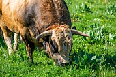 Frankreich,Aveyron,Regionaler Naturpark Aubrac,Stier der Rasse Aubrac