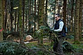 France,Doubs,Bartherans,forest,Aromacomtois,producer of essential oils of Jura softwood in Amancey,harvest of fir branches (Abies alba) for distillation