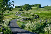 Frankreich,Lozere,Regionaler Naturpark Aubrac,Jakobsweg auf der Hochebene von Aubrac, von der UNESCO zum Weltkulturerbe erklärt,Landschaft bei Marchastel