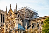 France,Paris,area listed as World Heritage by UNESCO,Ile de la Cite,Notre Dame Cathedral after the fire of April 15,2019