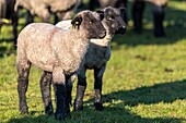 Frankreich,Somme,Baie de Somme,Le Crotoy,Salzwiesenschafe in der Baie de Somme im Frühling,zu dieser Jahreszeit haben die Schafe noch ihre Wolle und die Lämmer sind noch klein,ein paar Ziegen begleiten die Herde, um sie über die Wiesen zu führen