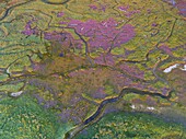 France,Somme,Baie de Somme,between Noyelles sur Mer and Le Crotoy,Flight over the bottom of the Baie de Somme,purple spots are sea lilies,ponds are the pools of hunting huts (aerial view)