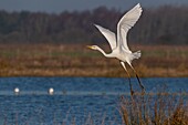 France,Somme,Baie de Somme,Le Crotoy,Great Egret (Ardea alba) on flight at the Crotoy Marsh