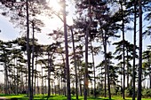 Frankreich,Paris,Bois de Boulogne