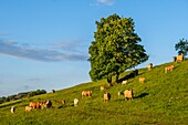 France,Cantal,Regional Natural Park of the Auvergne Volcanoes,herd of cows,Santoire valley near Dienne