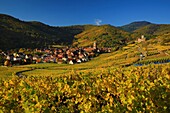 Frankreich,Haut Rhin,Route des Vins d'Alsace,Kaysersberg,der Weinberg und die Heilig-Kreuz-Kirche,Die Stadt liegt an der Mündung des Weiss-Tals in der Ebene des Elsass, am Eingang zu den Tälern von Lapoutroie und Orbey,Sie wird von zwei Bergen beherrscht, von denen einer von den Ruinen des Schlossbergs gekrönt wird