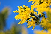 Frankreich,Alpes Maritimes,Pegomas,Vallon de l'Estreille,La Colline des Mimosas Familie Reynaud