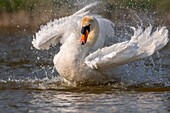 France,Somme,Baie de Somme,Baie de Somme Nature Reserve,Marquenterre Ornithological Park,Saint Quentin en Tourmont,Mute Swan (Cygnus olor Mute Swan) bath (toilet)