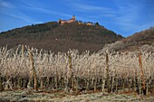 France,Bas Rhin,Alsatian vineyards in winter at the foot of the castle of Haut Koenigsbourg