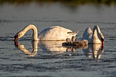 France,Somme,Somme Bay,Crotoy Marsh,Mute Swan Family (Cygnus olor - Mute Swan) with babies