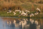 Frankreich,Somme,Baie de Somme,Le Crotoy,Kampfläufer (Philomachus pugnax) im Sumpfgebiet