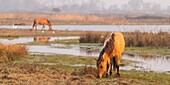 France,Somme,Baie de Somme,Le Crotoy,Le Crotoy Marsh,the Henson horse race was created in the Baie de Somme for riding and is the pride of local breeders,these little hardy horses are also used for ecopaturing and swamp maintenance