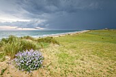 France,Morbihan,Plouharnel,the coastline of Sainte-Barbe under a stormy sky