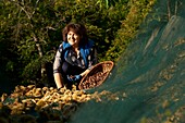 France,Lozere,Collet de Deze,locality Charbonnier,Nadia Vidal,producer of Chestnut Cevennes and president of the Cevennes chestnut grove