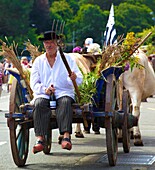 France,Finistere,Chariot and team of oxen from the 2015 Gorse Flower Festival parade in Pont Aven