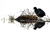 France,Somme,Baie de Somme,Le Crotoy,Crotoy Marsh,Coot (Fulica atra) busy building the nest in the spring