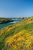 France,Morbihan,Belle-Ile island,Sauzon,the handle of Ster Vraz and gorse in bloom