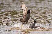 Frankreich,Somme,Bucht von Somme,Naturreservat der Bucht von Somme,Saint-Quentin-en-Tourmont,Ornithologischer Park von Marquenterre,Kampf zwischen Blässhühnern (Fulica atra - Blässhuhn): wenn sich die Blässhühner im Frühjahr zum Brüten niederlassen, kommt es zu zahlreichen Konflikten um die Verteidigung des Reviers mit Individuen, die keinen Partner gefunden haben