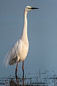 France,Somme,Baie de Somme,Le Crotoy,Crotoy Marsh,Great Egret (Ardea alba) in nuptial plumage fishing