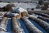 Frankreich,Drome,Ferrassieres,Lavendelfelder unter dem Schnee