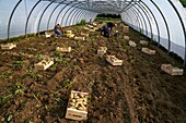 France,Pyrenees Orientales,Palau del Vidre,Ormeno Joel,potato producer Bea du Roussillon,manual collection of potatoes in greenhouses