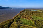 France,Seine Maritime,Natural Reserve of the Seine estuary,cargo ship going down the Seine from Rouen,the reed bed in the foreground and the Normandie bridge in the background (aerial view)