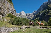 France,Haute Savoie,Sixt Fer a Cheval,equestrian hike in the Circus of Horseshoe to the End of the World,the Pyramid of the Ottoman Head (2549m)