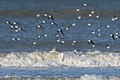 France,Somme,Picardy Coast,Quend-Plage,Sanderling in flight (Calidris alba ) along the beach