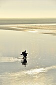 France,Somme,Baie de Somme,Saint Valery sur Somme,mouth of the Somme Bay at low tide