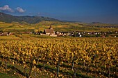 France,Haut Rhin,Route des Vins d'Alsace,Hunawihr village and its fortified church Saint Jacques le Majeur from the 14th century surrounded by vineyards,It is labeled most beautiful villages of France