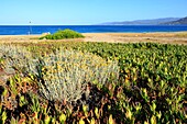 France,Corse du Sud,Propriano,Capu Laurosu Beach