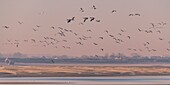 France,Somme,Baie de Somme,Natural Reserve of the Baie de Somme,Le Crotoy,passage of Common Shelducks (Tadorna tadorna ) vis-a-vis the Hourdel in the natural reserve