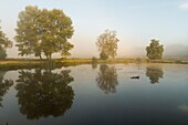 France,Somme,Valley of the Somme,marshes of Epagne-Epagnette,the swamp in the early morning while the fog dissipates,the marsh is populated by ponies for eco-grazing