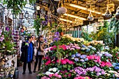 Frankreich,Paris,Weltkulturerbe der UNESCO,Ile de la Cite,Blumenmarkt