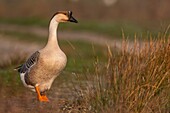 Frankreich,Somme,Baie de Somme,Le Crotoy,Crotoy-Sumpf,Schwanengans (Chinagans,Perlgans,Anser cygnoides) ist von einem Bauernhof geflohen und hat im Crotoy-Sumpf Zuflucht gefunden