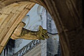 Frankreich,Indre et Loire,Tours,Kathedrale Saint Gatien,Kreuzgang La Psalette aus dem 15. und 16. Jahrhundert,Wasserspeier