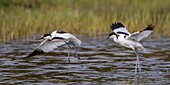 France,Somme,Baie de Somme,Natural Reserve of the Baie de Somme,Ornithological Park of Marquenterre,Saint Quentin en Tourmont,Two avocets (Recurvirostra avosetta Pied Avocet) argue for not sharing the little end of pond where they find their food