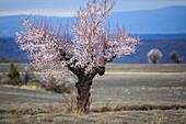 Frankreich,Alpes de Haute Provence,Saint Jurs,Lavendelfeld und Mandelbaum in Blüte