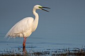 France,Somme,Baie de Somme,Le Crotoy,Crotoy Marsh,Great Egret (Ardea alba) in nuptial plumage fishing