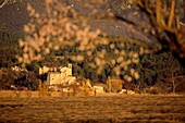 France,Alpes de Haute Provence,Verdon Regional Nature Park,Valensole plateau,Saint Jurs,lavender field