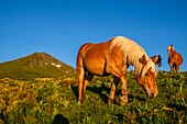 Frankreich,Cantal,Regionaler Naturpark der Vulkane der Auvergne,monts du Cantal,Cantal-Berge,vallee de l'Impradine (Impradine-Tal),puy Mary und Pferde