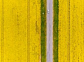 France,Yonne,rapeseed field near Cheroy (aerial view)