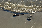 France,Var,Bormes les Mimosas,Bregancon Beach,Cabasson Bay