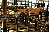France,Seine Maritime,Forges les eaux,livestock market,Parcs réservés aux broutards (Parks reserved for grazers) means for cows,negotiations between buyers and sellers are by mutual agreement